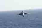AV-8B Photo