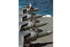 AV-8B Photo