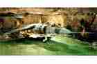 AV-8B Photo
