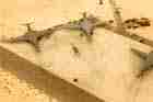 B-1 Photo