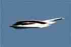 B-2 Photo