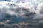 C-17 Photo