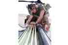 CH-46 Photo