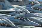 F-14 Photo