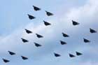 F-14 Photo