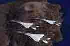 F-15 Photo