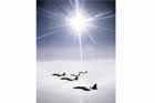 F-15 Photo