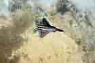 F-22 Photo