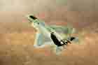 F-22 Photo