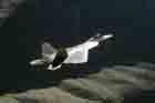 F-22 Photo