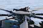 MH-53E Photo