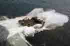AAV Photo